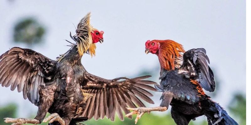 Đá gà VZ99: Trang chơi đá gà trực tiếp trường Thomo hấp dẫn 4 Lợi thế khi chơi đá gà VZ99