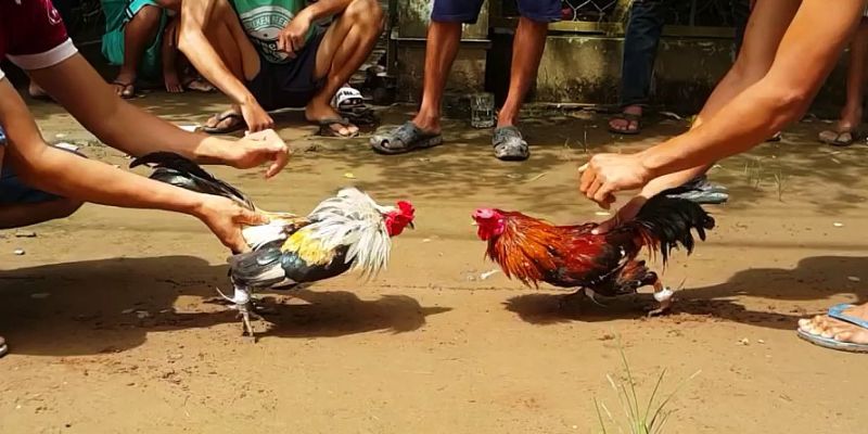 Đá gà VZ99: Trang chơi đá gà trực tiếp trường Thomo hấp dẫn 5 Hướng dẫn chơi cá cược siêu đơn giản