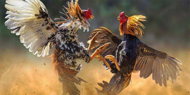 Đá gà VZ99: Trang chơi đá gà trực tiếp trường Thomo hấp dẫn 6 Chiến lược cược thắng to cho anh em